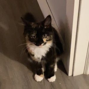 Meet your Posher, Kaydeen